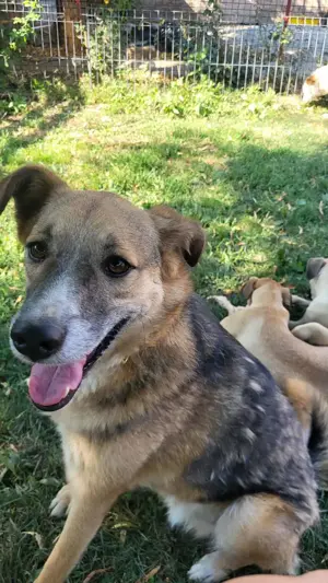 JIMMY - darf er mit dir die Welt entdecken? (wartet in Rumänien) Bild 2