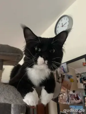 XL Maine Coon Deckkater mit liebevollem Wesen sucht Katzendamen