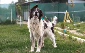 Liebenswerter Balu mit dem frechen Stehohr Bild 8