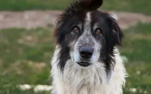 Liebenswerter Balu mit dem frechen Stehohr Bild 4