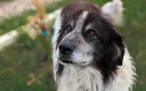 Liebenswerter Balu mit dem frechen Stehohr Bild 2