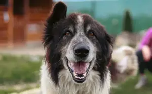 Liebenswerter Balu mit dem frechen Stehohr Bild 3