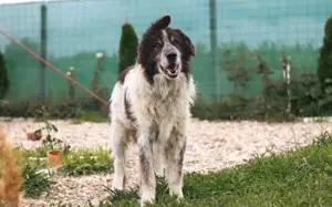 Liebenswerter Balu mit dem frechen Stehohr Bild 7