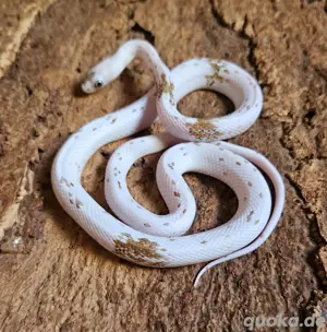 Caramel Palmetto High Color 2023