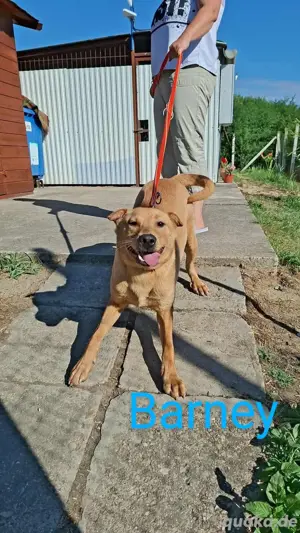 Barny sucht seine Menschen    