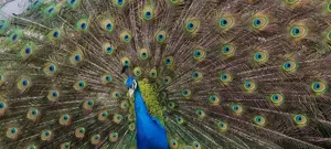 Schwarzflügelpfau Hahn 