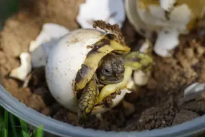 Testudo hermanni boettgeri NZ 2025 griechische Landschildkröte