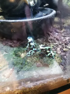 Pfeilgiftfrösche zu Verkaufen 