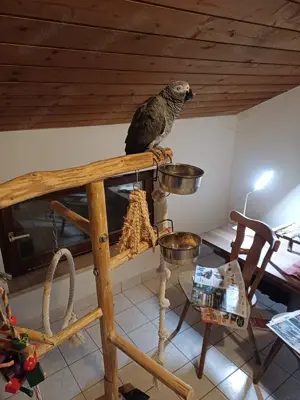 Graupapagei superzahm und sehr lieb