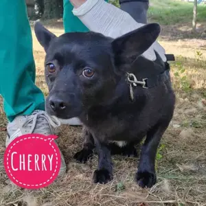 Cherry, aktive und liebe kleine Hündin, Chihuahua   Französische Bulldogge Mix