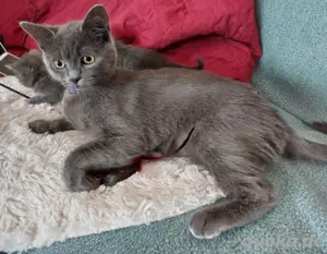 Bombay-Perser total verschmuster Kater, eine Schönheit