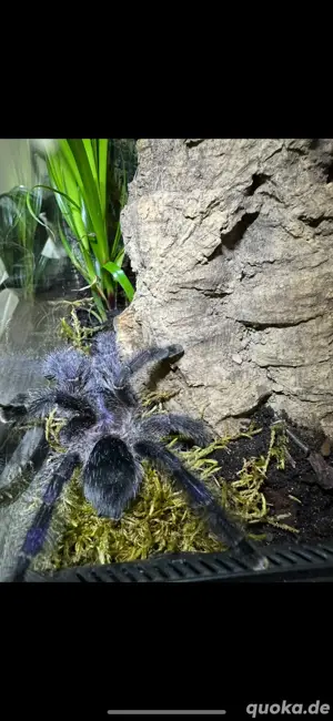 Vogelspinnen zu verkaufen