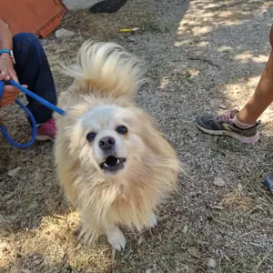 Leyla sucht Spitzerfahrenes Zuhause 