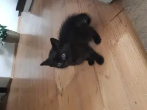 Katzenbabys zu verkaufen 