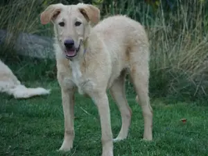 Pallino sucht sein Zuhause