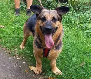 Berny - was sieht aus wie ein Schäferhund, ist aber keiner. 