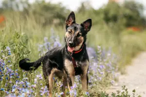 Liebe Ajka sucht neues Zuhause