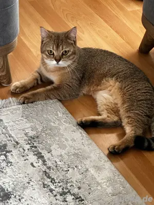 BKH-Deckkater in  Golden Shaded  (optisch wie BSH ny 11) sucht Katzendame