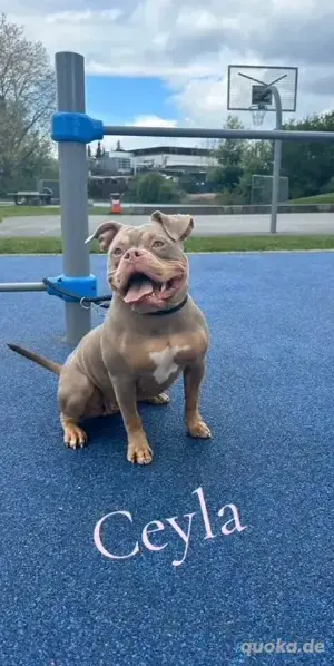 Ceyla Wunderschöne American Bully Bulldog Hündin  2 jahre jung sehr lieb verschmusst!!!