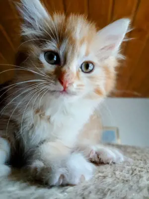 BKH Angora Mix Kitten