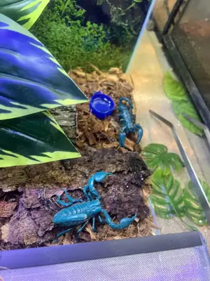 Heterometrus silenus großer Asiaskorpion NZ