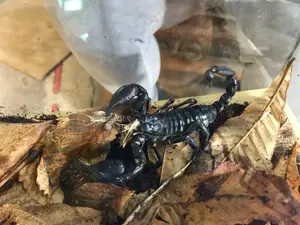 Heterometrus silenus großer Asiaskorpion NZ Bild 3