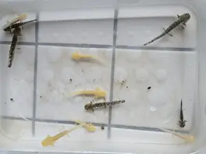 Axalotl abgeben  Bild 2