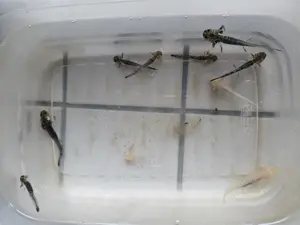 Axalotl abgeben  Bild 4