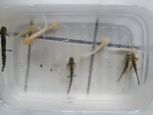 Axalotl abgeben  Bild 3