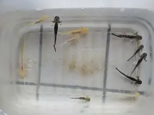 Axalotl abgeben  Bild 5