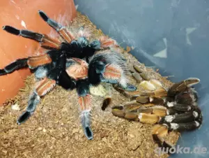 brachypelma Emilia 1.0 RH10  25