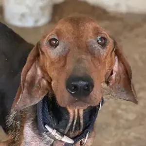 Abaluga, geb. ca. 01 2024, lebt in GRIECHENLAND, auf einer privaten Pflegestelle 