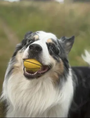 Australian Shepherd Deckrüde Erfahren Blue Merle (kein Verkauf) Bild 2