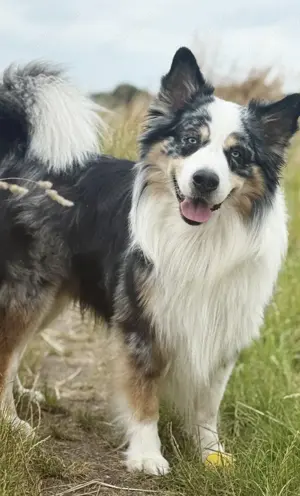 Australian Shepherd Deckrüde Erfahren Blue Merle (kein Verkauf)