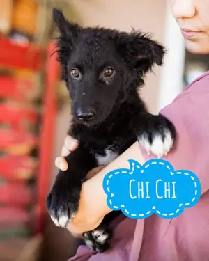 Chi Chi, wunderhübscher Welpe, Kroatischer Schäferhund Mix