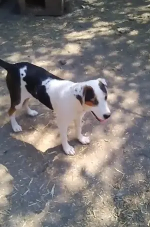 Wenn du eine treue Seele möchtest, hier bin ich.