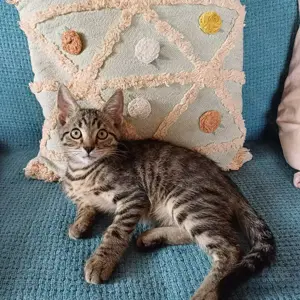 Simba 11 Wochen junges Katerchen