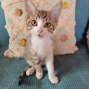 Coco 11 Wochen junges Katerchen