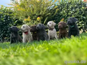 Reinrassige Labrador Welpen im Frühjahr 2026!