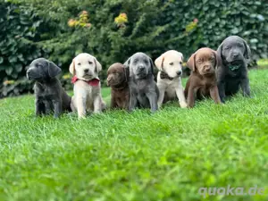 Reinrassige Labrador Welpen im Frühjahr 2026!