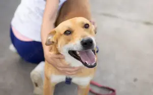 Hübscher Rüde Bernstein		 Bild 9