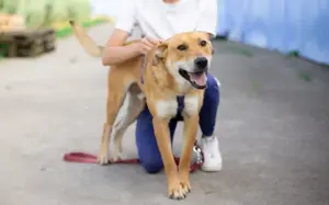 Hübscher Rüde Bernstein		 Bild 10