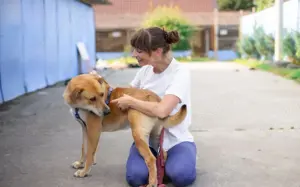 Hübscher Rüde Bernstein		 Bild 8