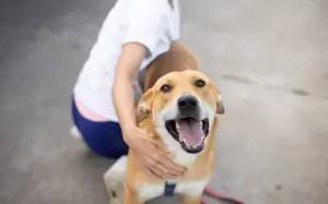 Hübscher Rüde Bernstein		 Bild 7