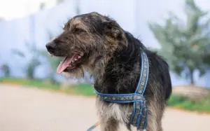 Wo Mika ist, ist das Herz zuhause. Bild 6