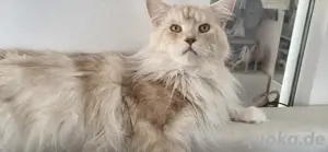 Maine Coon Deckkater sucht Katzendame 