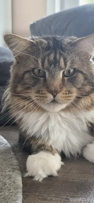 Maine Coon Deckkater sucht Katzendame  Bild 3