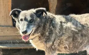 Für Karlchen muss das Glück einen zweiten Anlauf nehmen! Bild 8