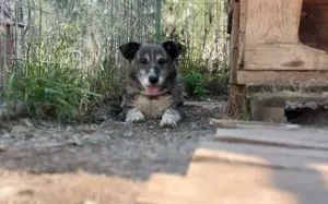 Für Karlchen muss das Glück einen zweiten Anlauf nehmen! Bild 7