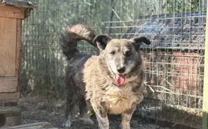 Für Karlchen muss das Glück einen zweiten Anlauf nehmen! Bild 9